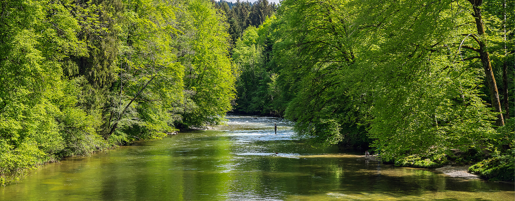 Trennbanner Wald mit Fluss
